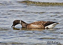 Branta bernicla